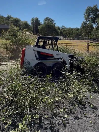 Levi Cones driving a Bobcat skid steer through a pile of cut leafy brush on a driveway, oaks behind