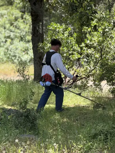 A crew member in a harness running a brush cutter through tall green growth under an oak tree