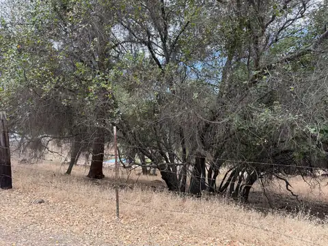 Oak trees with limbs hanging down to the dry grass beside a wire fence
