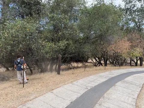 A crew member with a brush cutter beside a row of oaks whose low limbs and brush hang over a fence by a curving driveway