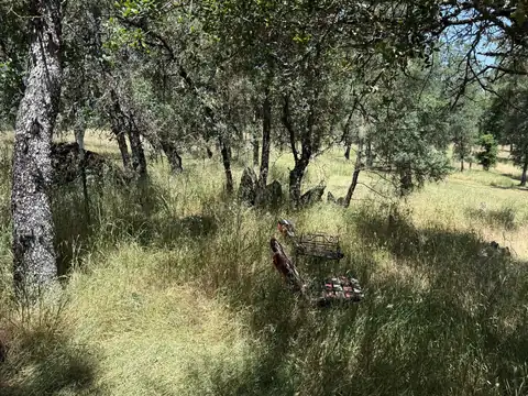 Tall grass and brush under a stand of oaks beside a rock outcrop