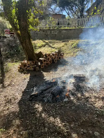 A small burn pile smoking beside stacked oak rounds under a tree